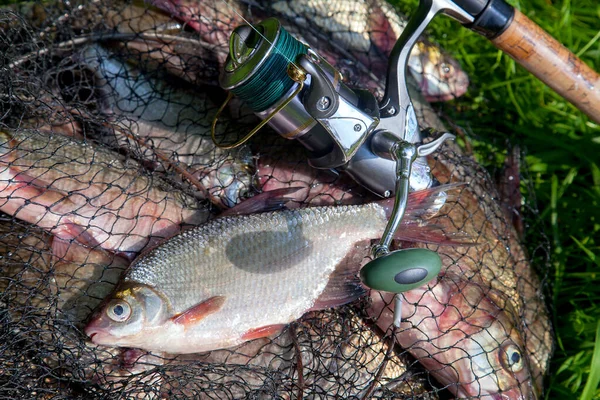 Fishing concept. Freshwater fish and fishing rods with reels on keepnet with fishery catch in it. Single freshwater white bream or silver bream on keepnet with common breams known as bronze breams or carp bream (Abramis brama) on green grass