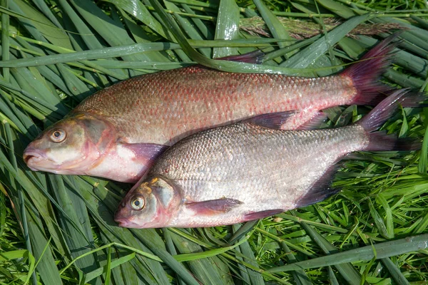 Good catch. Just taken from the water big freshwater common bream known as bronze bream or carp bream (Abramis brama) on green reed.