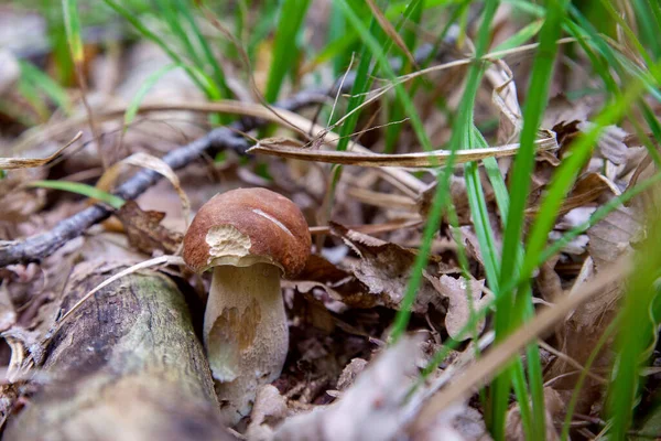 Steinpilz Edulis Steinpilz Wächst Auf Dem Waldboden Zwischen Moos Grünem — Stockfoto