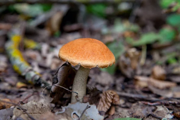 橙色的帽子Boletus 森林可食蘑菇的作物 森林里长着一株幼小的蒲公英 在干枯的树叶和枝叶之间 长着一株戴着红帽子的蘑菇和一只白脚 — 图库照片