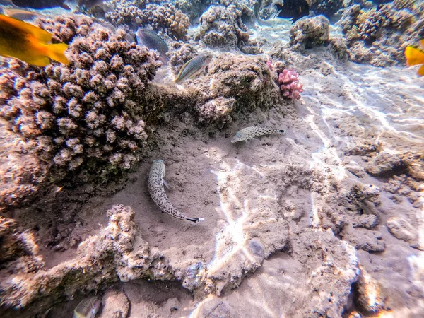 サンゴのサンゴ礁で砂の上にParapercis六眼底として知られている斑点のあるサンドパーチ魚のビューを閉じます サンゴや熱帯魚とサンゴ礁の水中生活 エジプト紅海のサンゴ礁 — ストック写真
