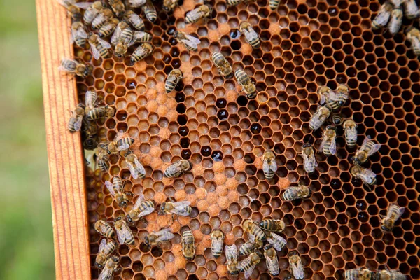 Frames of a beehive. Busy bees inside the hive with open and sealed cells for their young. Birth of o a young bees. Close up showing some animals, honeycomb structure and small white worms