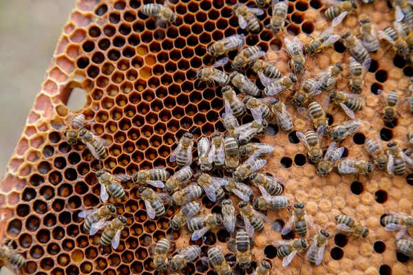 Frames of a beehive. Busy bees inside the hive with open and sealed cells for their young. Birth of o a young bees. Close up showing some animals, honeycomb structure and small white worms