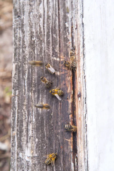 Viele Bienen Eingang Des Bienenkorbs Der Imkerei Emsige Bienen Nahaufnahme — Stockfoto