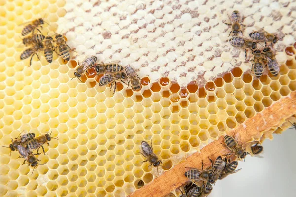 Zblízka Pohled Pracovní Včel Honeycomb Sladkým Medem Žlutá Honeycomb Jen — Stock fotografie