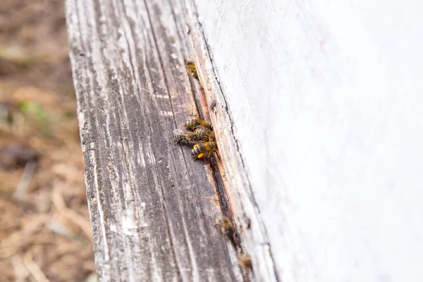 Massor Bin Vid Ingången Till Bikupa Apiary Upptagen Bin Närbild — Stockfoto