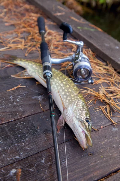 Пресноводная Северная Щука Известна Esox Lucius Удочка Катушкой Лежащей Винтажном — стоковое фото