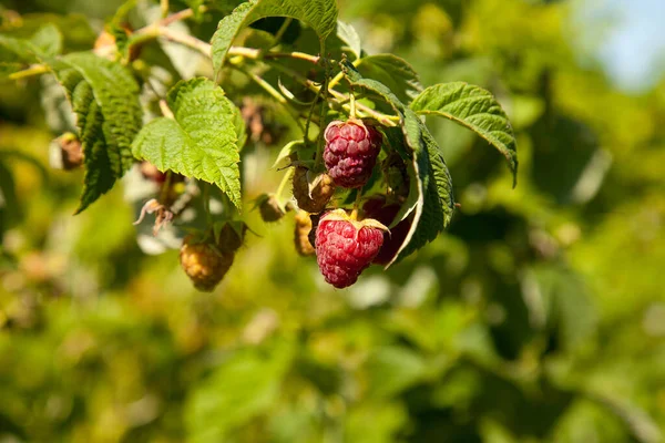 Banyak Raspberry Matang Merah Semak Semak Menutup Beri Organik Segar — Stok Foto