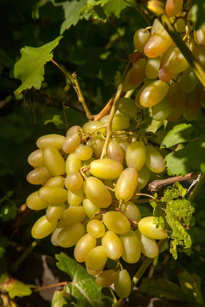 葡萄园里挂在葡萄丛上的一丛颗绿葡萄 园中挂着一串绿葡萄的近景 — 图库照片