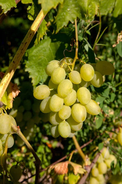 Ein Bündel Grüner Trauben Hängt Einem Weinberg Traubenbusch Nahaufnahme Von — Stockfoto