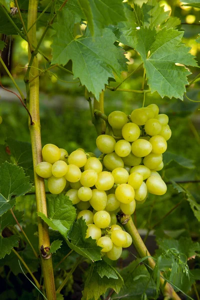 Bunch of green grapes hanging on grapes bush in a vineyard. Close up view of bunch green grapes hanging in garden