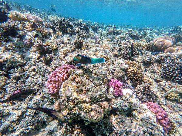 Hipposcarus Longiceps Tropical Colorido Longnose Parrotfish Conhecido Como Hipposcarus Harid — Fotografia de Stock