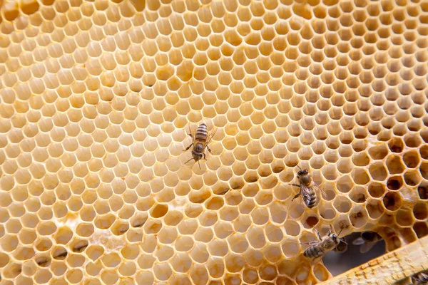 Närbild Syn Arbetande Bina Honeycomb Gul Honeycomb Bara Tas Från Royaltyfria Stockbilder
