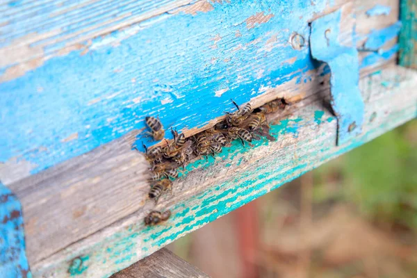 Montón Abejas Entrada Colmena Colmenar Abejas Ocupadas Vista Cerca Las —  Fotos de Stock