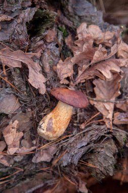 Tek bir boletus badius, imleria badia ya da körfez bolete 'i, sonbahar çam ormanlarında kurumuş meşe yaprakları olan eski ahşap kenevir üzerinde yakından görmek. Yenilebilir ve gözenekli mantarların kadife rengi kahverengi veya kestane rengi başlıkları vardır.