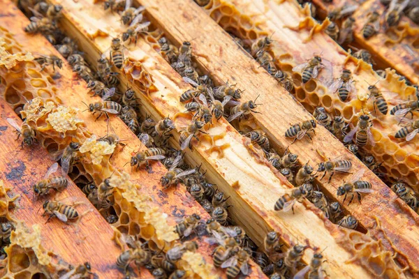 蜂巢框架 打开的蜂巢体的特写视图 显示由蜜蜂填充的框架 — 图库照片