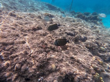 Mercan resifinde suyun altında, tropikal yelkenli tang ya da Zebrasoma desjardinii olarak bilinen Desjardin 'in yelkenli tangına yakından bakın. Mercanlar ve tropikal balıklarla dolu su altı yaşamı. Kızıl Deniz 'deki Mercan Resifi, Mısır