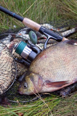 İyi bir av. Sadece su büyük tatlı su ortak çipura bronz çipura veya sazan çipura (Abramis brama) ve içinde balıkçılık yakalamak ile keepnet üzerinde makara ile olta olarak bilinen alınan görünümü kapatın
