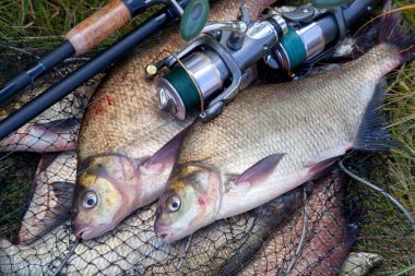 İyi bir av. Sadece bronz çipura veya sazan çipura (Abramis brama) ve içinde balıkçılık yakalamak ile keepnet üzerinde makara ile olta bilinen su tatlı su ortak çipura alınan görünümü kapatın