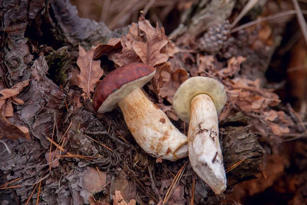 Vista Cerca Varios Boletus Badius Imleria Badia Bolete Bahía Cáñamo —  Fotos de Stock