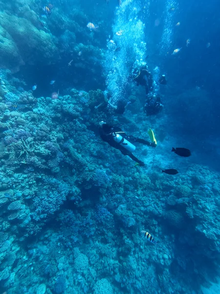 Buceadores Los Buceadores Exploran Los Arrecifes Coral Mar Tropical Vida —  Fotos de Stock