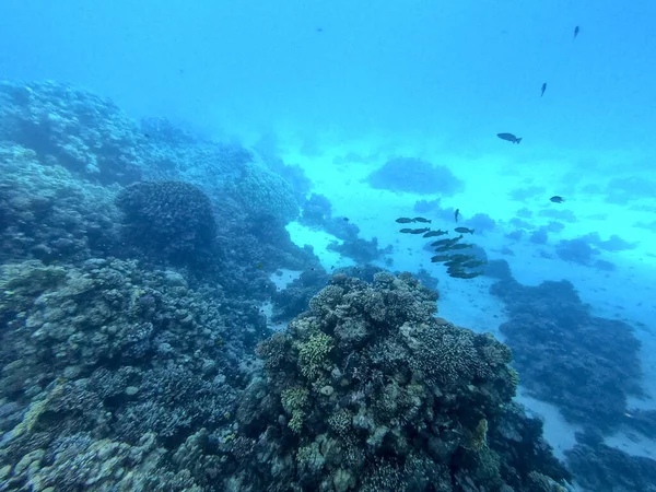 Vista Panorámica Submarina Del Arrecife Coral Con Peces Tropicales Algas —  Fotos de Stock