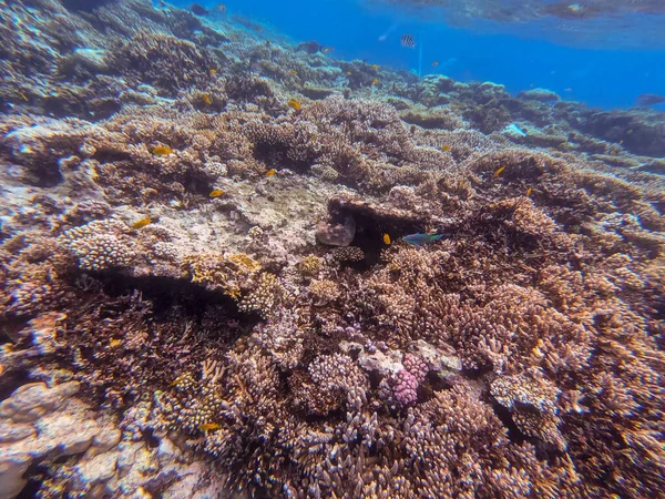 Vista Panorâmica Subaquática Recife Coral Com Peixes Tropicais Algas Marinhas — Fotografia de Stock