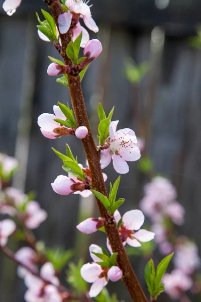 Fruit orchard at spring time with blossoming peach trees. Close up view of branch with small green leaves and pink flowers of peach tree in garden