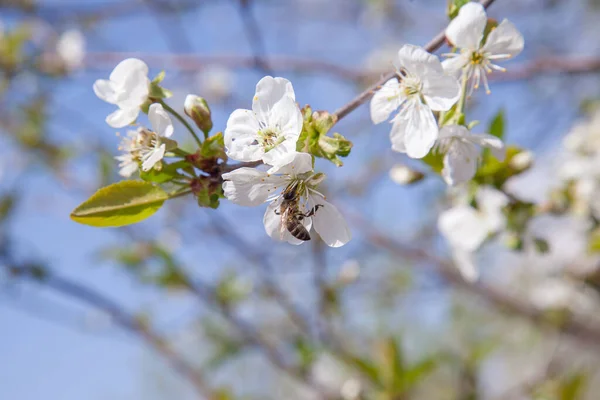 Orchard at spring time. Close up view of honeybee on white flower of cherry tree blossoms collecting pollen and nectar to make sweet honey. Small green leaves and white flowers of cherry tree blossoms at spring day in garden
