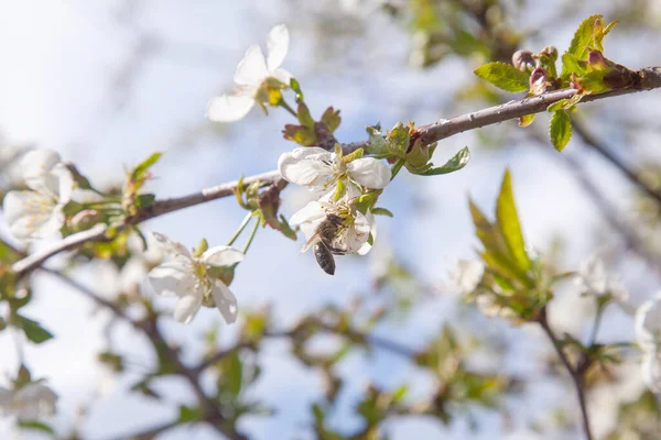 Orchard at spring time. Close up view of honeybee on white flower of cherry tree blossoms collecting pollen and nectar to make sweet honey. Small green leaves and white flowers of cherry tree blossoms at spring day in garden