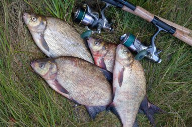İyi bir av. Sadece su büyük tatlı su ortak çipura bronz çipura veya sazan çipura (Abramis brama) ve doğal arka plan üzerinde makara ile olta olarak bilinen alınan görünümü kapatın