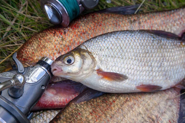 Concepto Pesca Peces Agua Dulce Cañas Pescar Con Carretes Sobre — Foto de Stock