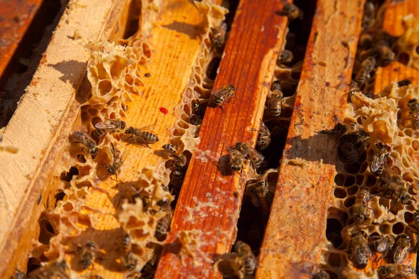 Arı Kovanının Çerçeveleri Bal Arılarının Oluşturduğu Çerçeveleri Gösteren Açılan Kovan — Stok fotoğraf