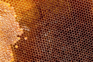 Tatlı ballı bal peteği. Tatlı ballı arı kovanından alınan sarı bal peteği. Arı balı toplanmış güzel sarı bal peteğinde