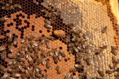 Arı kovanının çerçeveleri. Genç Arı Kraliçesi 'nin olduğu büyük hücrenin yakın görüntüsü. Açık kovan gövdesi bal arılarının ve bal için açık ve mühürlü hücreleri olan sarı bal peteğinin bulunduğu çerçeveleri gösteriyor.