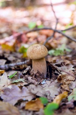 Boletus edulis (cep, penny topuz, porcino veya kral bolete, genellikle porcini mantar denir) yosun, yeşil çim ente ve sonbahar sezonunda düşmüş yaprakları arasında orman zeminüzerinde yetişir