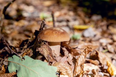 Boletus edulis (cep, penny topuz, porcino veya kral bolete, genellikle porcini mantar denir) yosun, yeşil çim ente ve sonbahar sezonunda düşmüş yaprakları arasında orman zeminüzerinde yetişir
