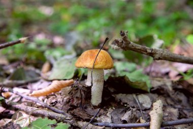 Turuncu kapak boletus. Yenebilir orman mantarları. Genç bir boletus kavak ormanında yetişir, kırmızı başlıklı bir mantar ve kuru yapraklar ve dallar arasında beyaz bir ayak.