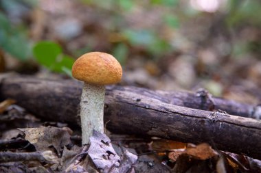 Turuncu kapak boletus. Yenebilir orman mantarları. Genç bir boletus kavak ormanında yetişir, kırmızı başlıklı bir mantar ve kuru yapraklar ve dallar arasında beyaz bir ayak.