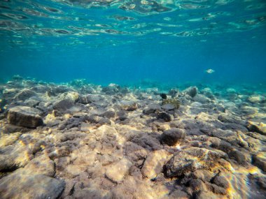 Sargo sürüsü ya da mercan resifinde su altında Diplodus Sargus balığı olarak bilinen Beyaz Deniz balığı sürüsü. Mercanlar ve tropikal balıklarla dolu su altı yaşamı. Kızıl Deniz 'deki Mercan Resifi, Mısır
