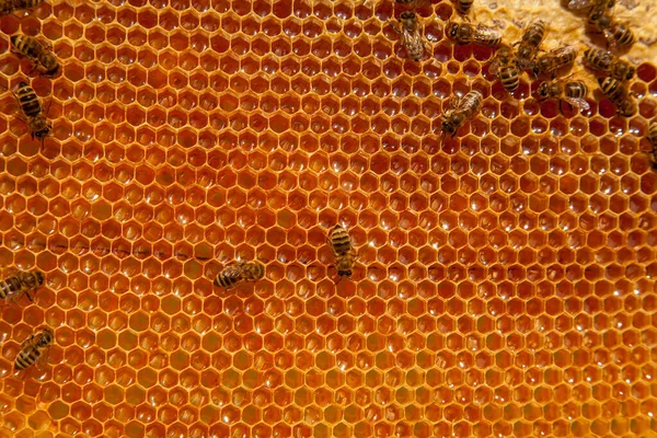 蜂の巣のフレーム 甘い蜂蜜のための開いて密封された細胞と黄色のハニカム上の忙しいミツバチ ビー蜂蜜収集でザ美しいです黄色ハニカム — ストック写真