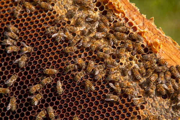 벌통에서 벌집의 모습입니다 노란빛 벌집에 벌들은 만들기 봉해진 세포들을 가지고 — 스톡 사진