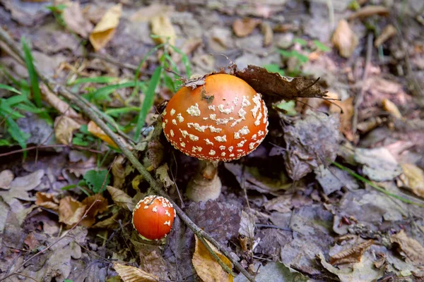 Wild Fly Agaric Avec Champignon Coupe Rouge Est Beau Champignon — Photo