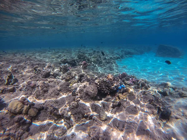 Onderwater Panoramisch Uitzicht Koraalrif Met Tropische Vissen Zeewier Koralen Aan — Stockfoto