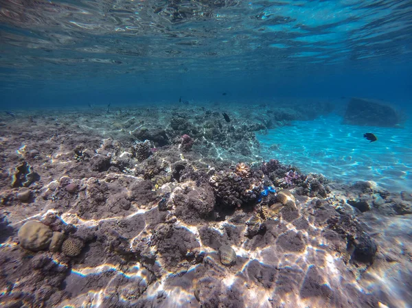 Подводный Панорамный Вид Коралловый Риф Тропическими Рыбами Водорослями Кораллами Красном — стоковое фото