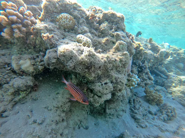 Pez Ardilla Corona Conocida Como Sargocentron Diadema Bajo Agua Arrecife —  Fotos de Stock