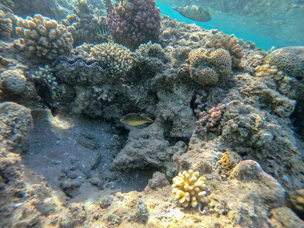 埃及红海的珊瑚礁全景 有热带鱼类 海藻和珊瑚 雌雄同株 雌雄同株 雌雄同株 雌雄同株 雌雄同株等 — 图库照片