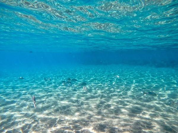 사고스 의상이나 드루스 알려진 양고기가 산호초 산호초의 생물에는 산호와 열대어가 — 스톡 사진