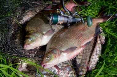 İyi yakaladın. Yeni su büyük tatlı su ortak çipura bronz çipura veya sazan balığı (Abramis brama) ve olta ile doğal zemin üzerine reel olarak bilinen çekilen. Balık ve olta ile reel yeşil çimenlerin üzerinde doğal bileşimi