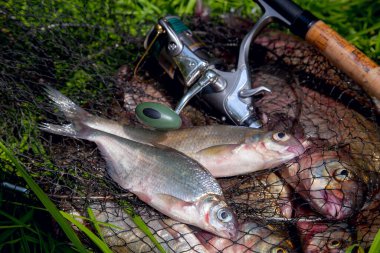 Balıkçılık konsepti. Tatlı su balıkları ve içinde balıkçılık yakalamak ile keepnet üzerinde makaraları ile olta. Yeşil çimüzerinde bronz çipura veya sazan bream (Abramis brama) olarak bilinen ortak çipuralar ile keepnet iki tatlı su beyaz çipura veya gümüş çipura